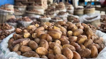 تحديث الأسعار.. البلح السكري والرطب والمجدول في سوق الساحل